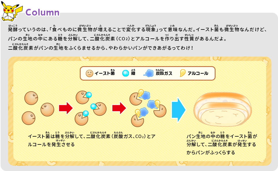 発酵っていうのは、「食べものに微生物が増えることで変化する現象」って意味なんだ。イースト菌も微生物なんだけど、パンの生地の中にある糖を分解して、二酸化炭素（CO2）とアルコールを作り出す性質があるんだよ。二酸化炭素がパンの生地をふくらませるから、やわらかいパンができあがるってわけ！