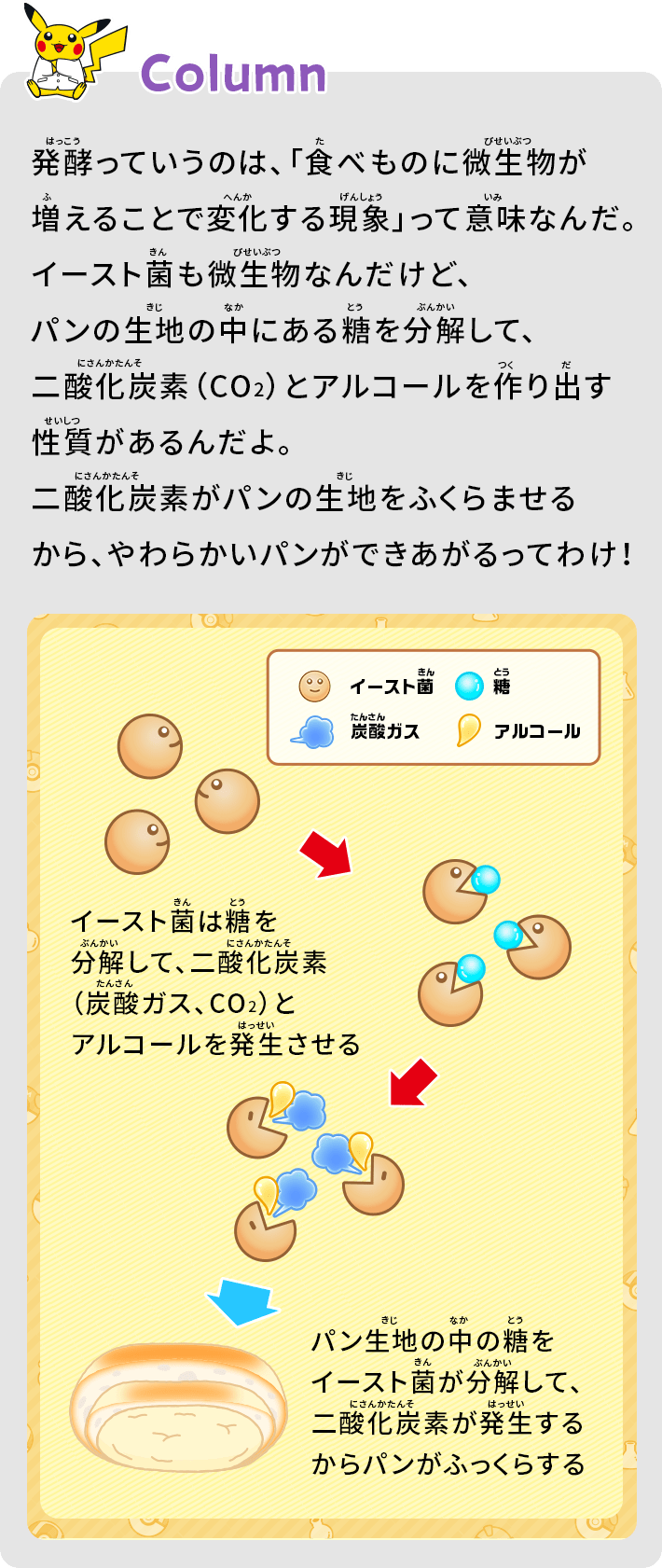 発酵っていうのは、「食べものに微生物が増えることで変化する現象」って意味なんだ。イースト菌も微生物なんだけど、パンの生地の中にある糖を分解して、二酸化炭素（CO2）とアルコールを作り出す性質があるんだよ。二酸化炭素がパンの生地をふくらませるから、やわらかいパンができあがるってわけ！
